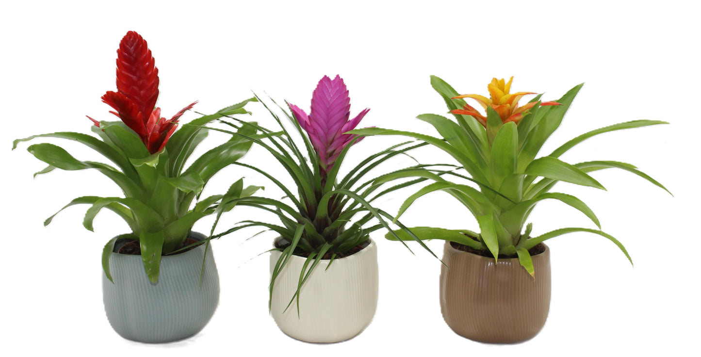 Bromelia mix 30cm 10.5cm Pot
