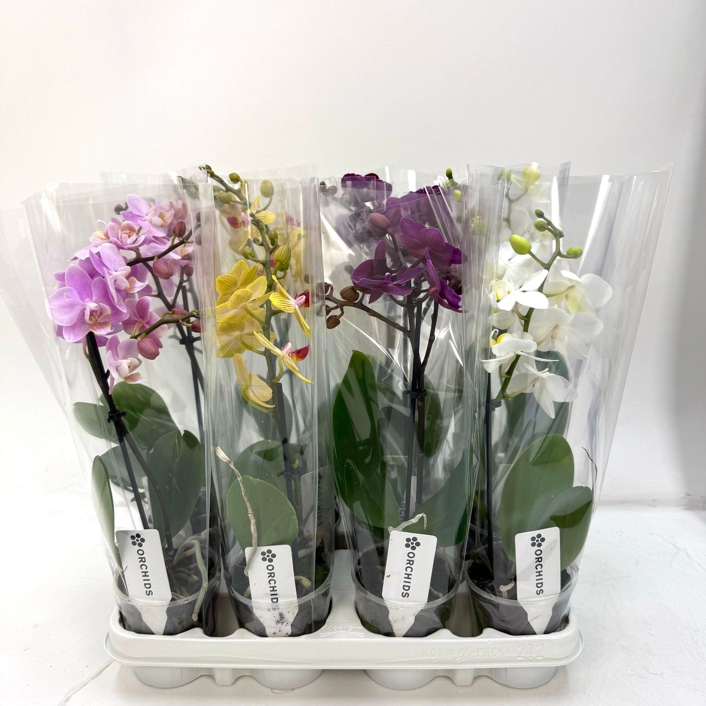 Florious Orchids Phalaenopsis mix Pack of 12