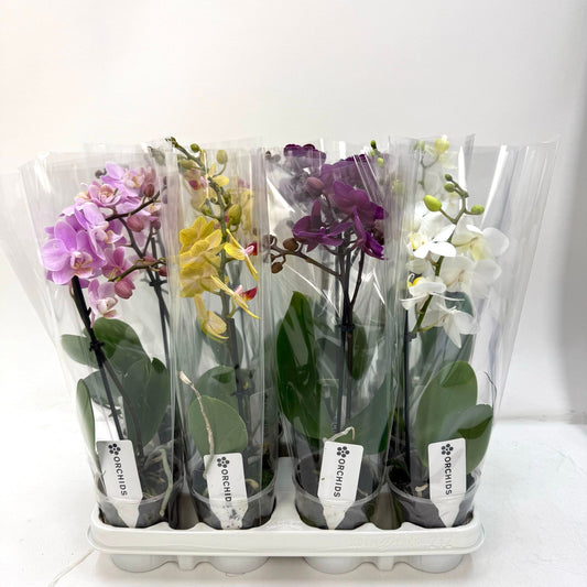 Phalaenopsis mix 30cm 9cm Pot