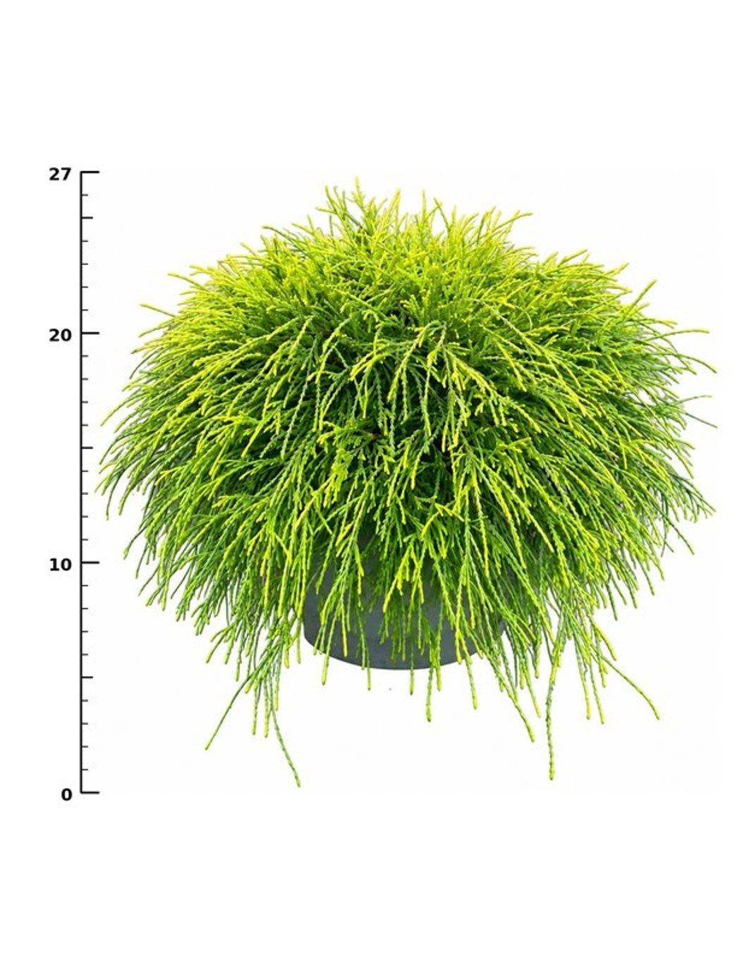 Chamaecyparis Sungold 35cm 23cm Pot