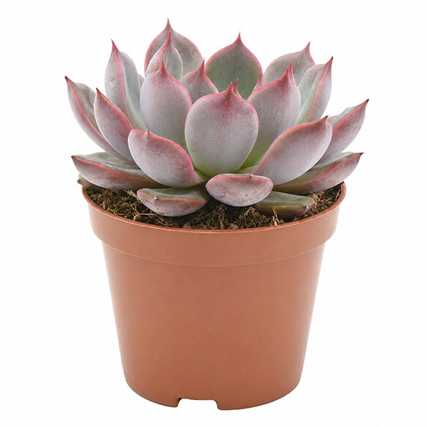 Echeveria Rosetta Morango 10cm 8.5cm Pot