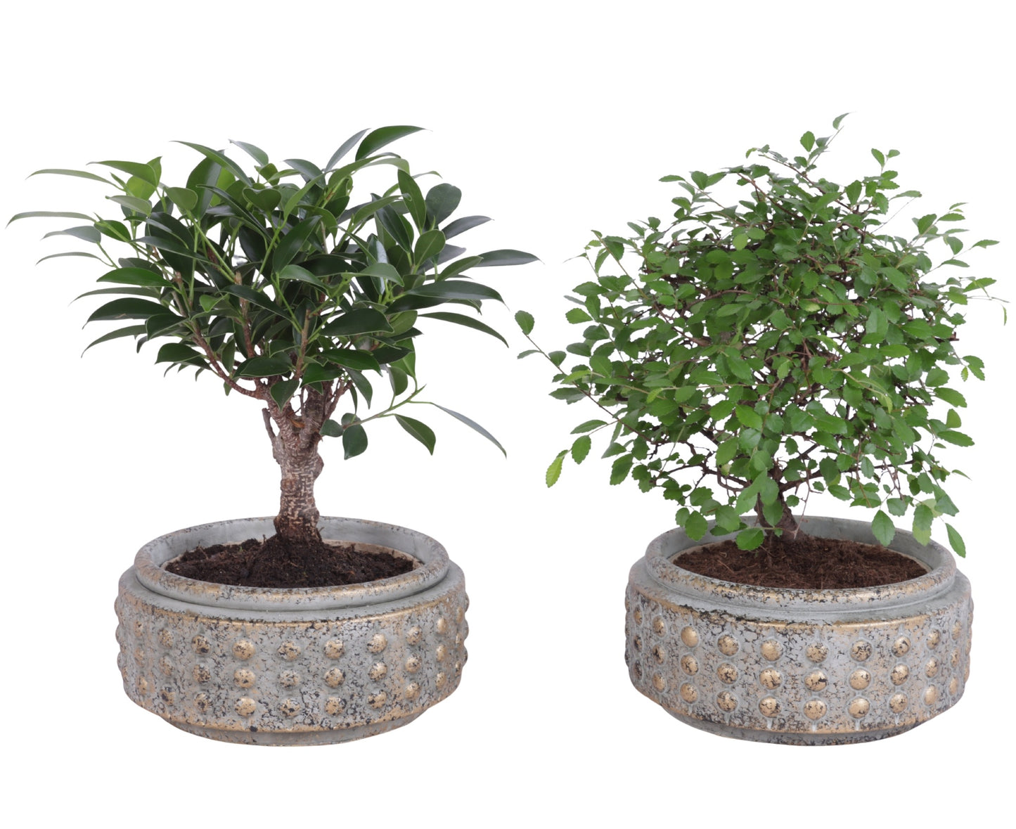Bonsai mix 30cm 18cm Pot