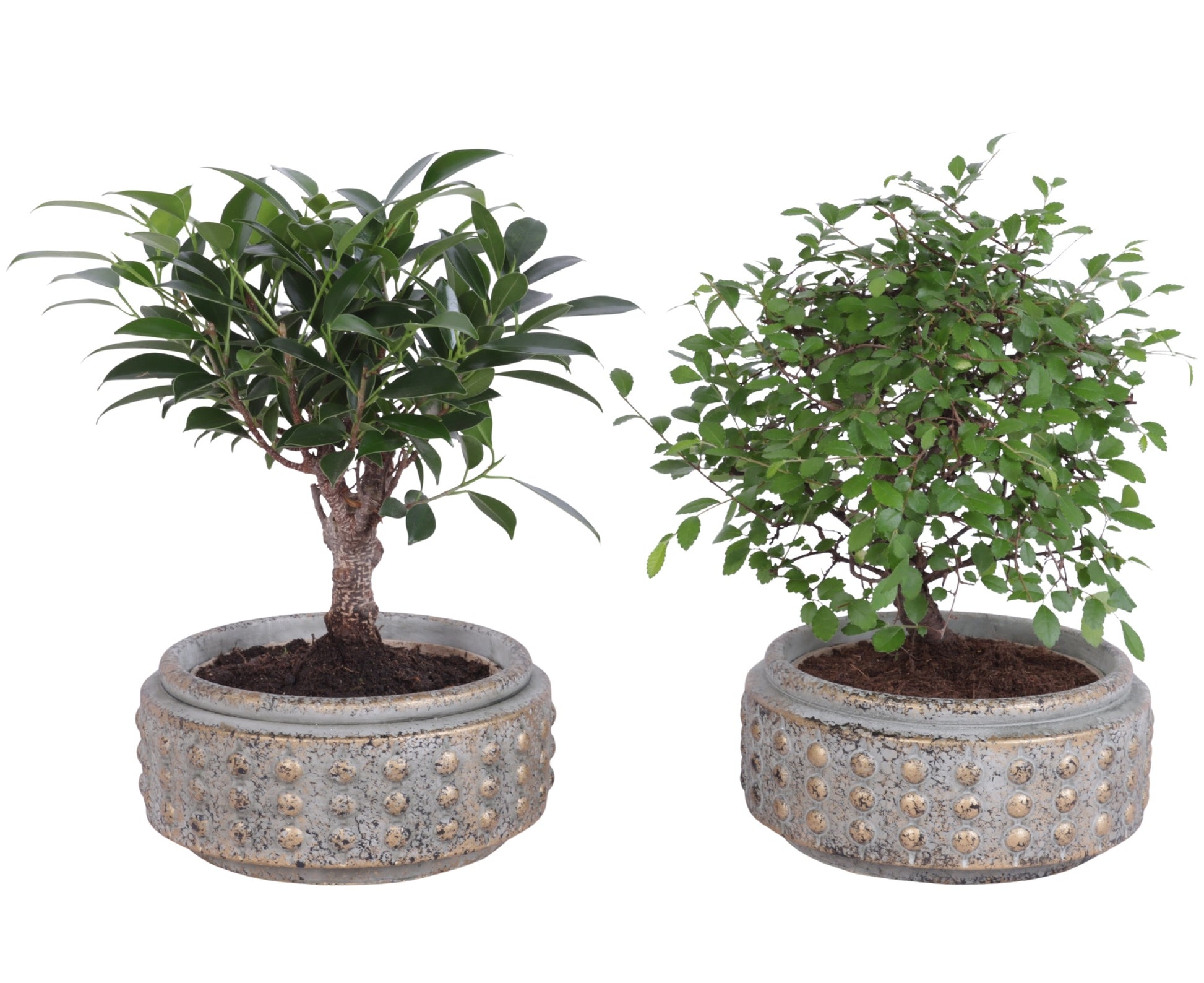 Bonsai mix 30cm 18cm Pot