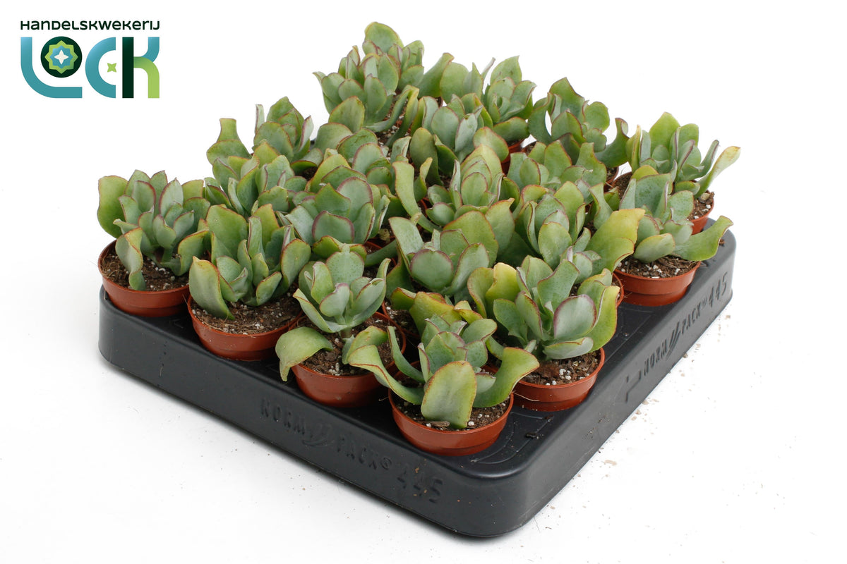 Crassula arborescens 5cm 5.5cm Pot