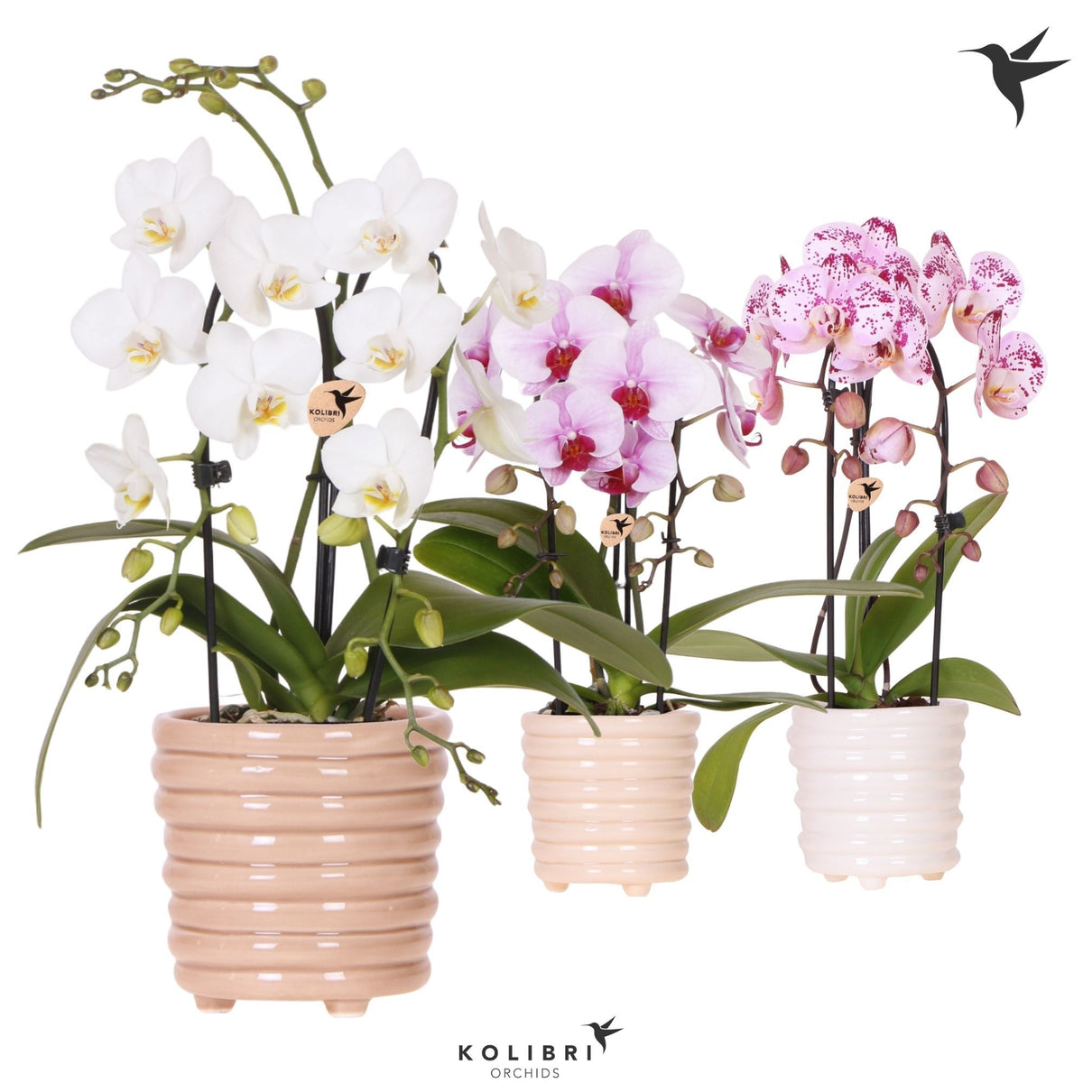 Phalaenopsis Elegant cascade 40cm 9cm Pot