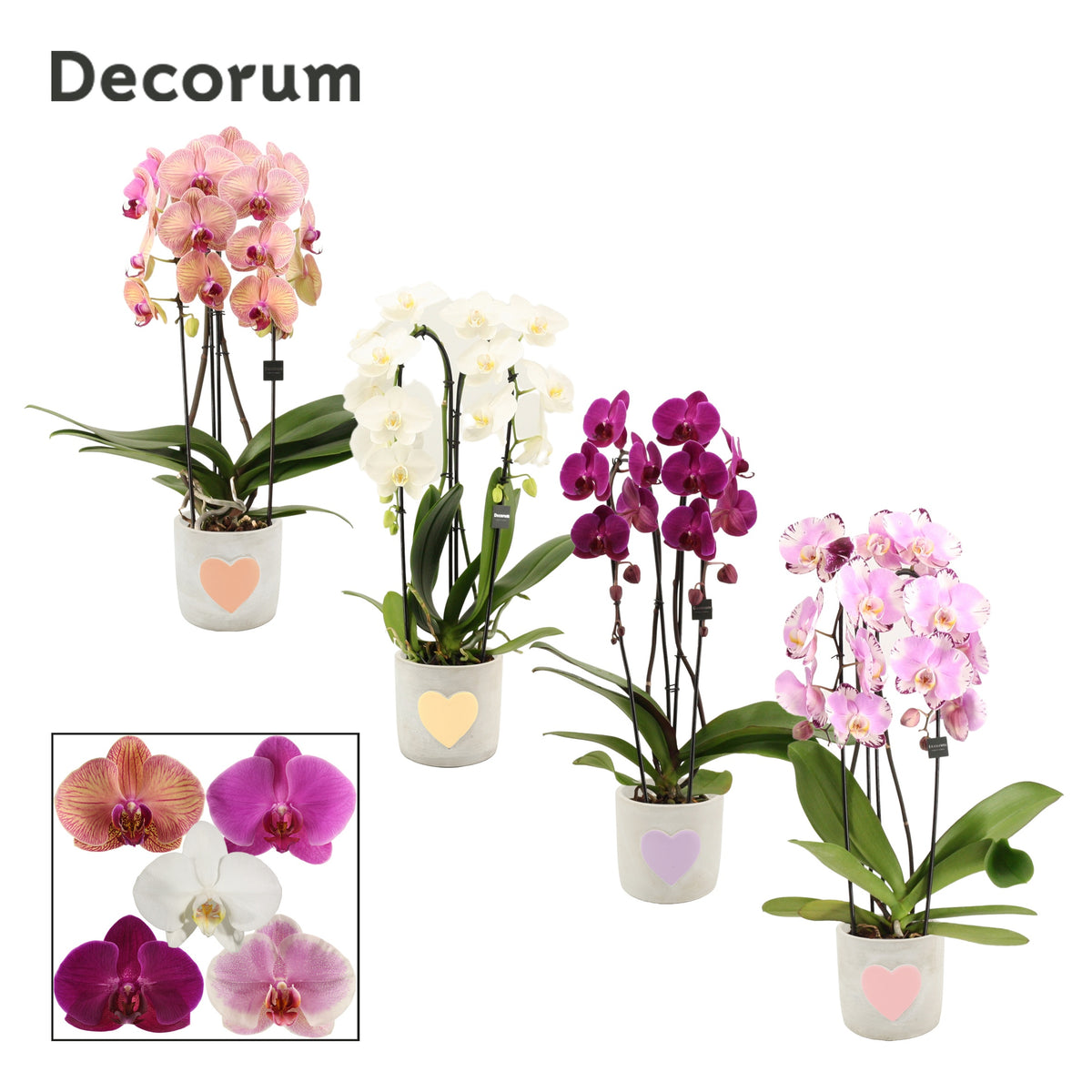 Phalaenopsis mix 55cm 12cm Pot