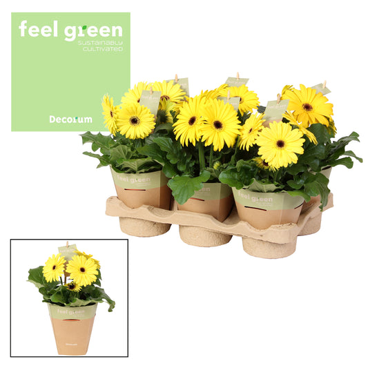 Gerbera Flori Line yellow 25cm 12cm Pot