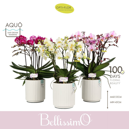 Phalaenopsis mix 50cm 15cm Pot