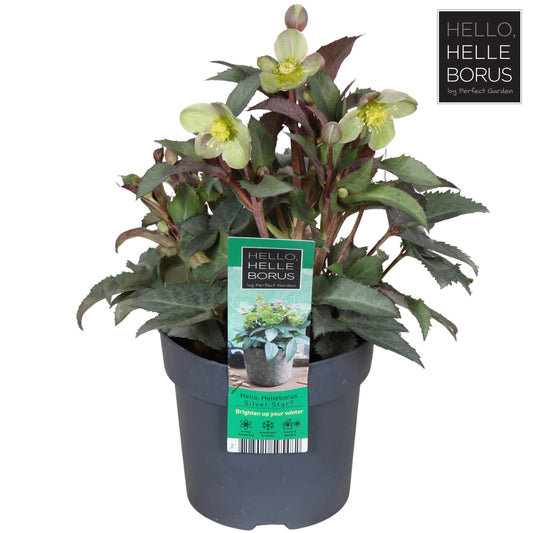 Helleborus sternii 30cm 14cm Pot