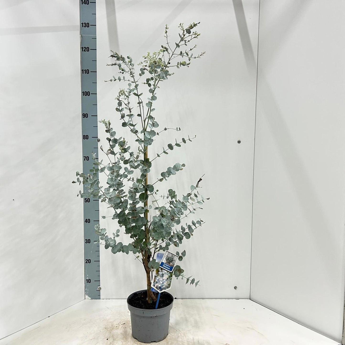 Eucalyptus gunnii 130cm 19cm Pot