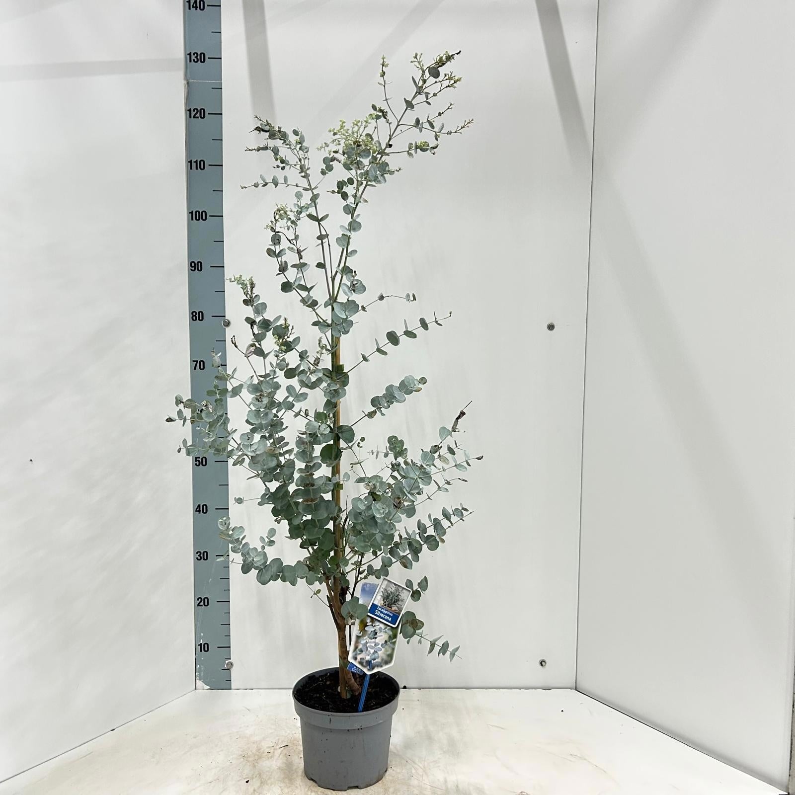 Eucalyptus gunnii 130cm 19cm Pot