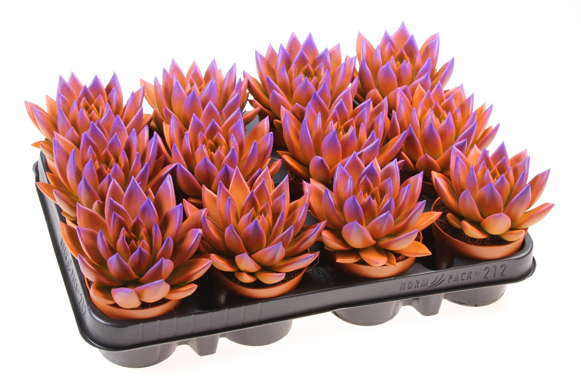 Rainbow bicolor orange + purple point 10cm Special Pot (508)