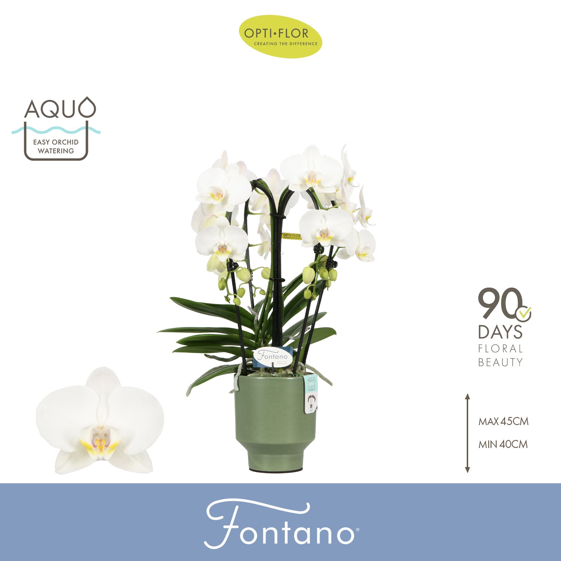 Phalaenopsis white 50cm 12cm Pot