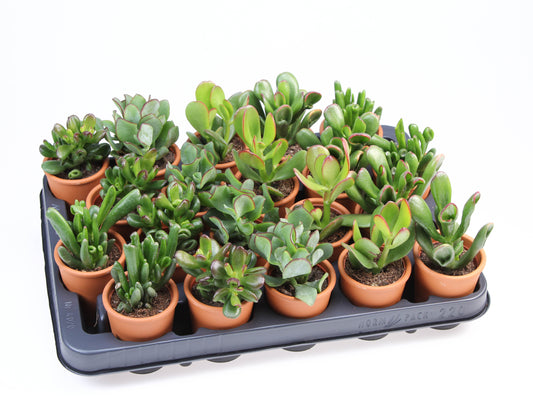 Crassula mix in Rozenpot 8cm 505cm Pot