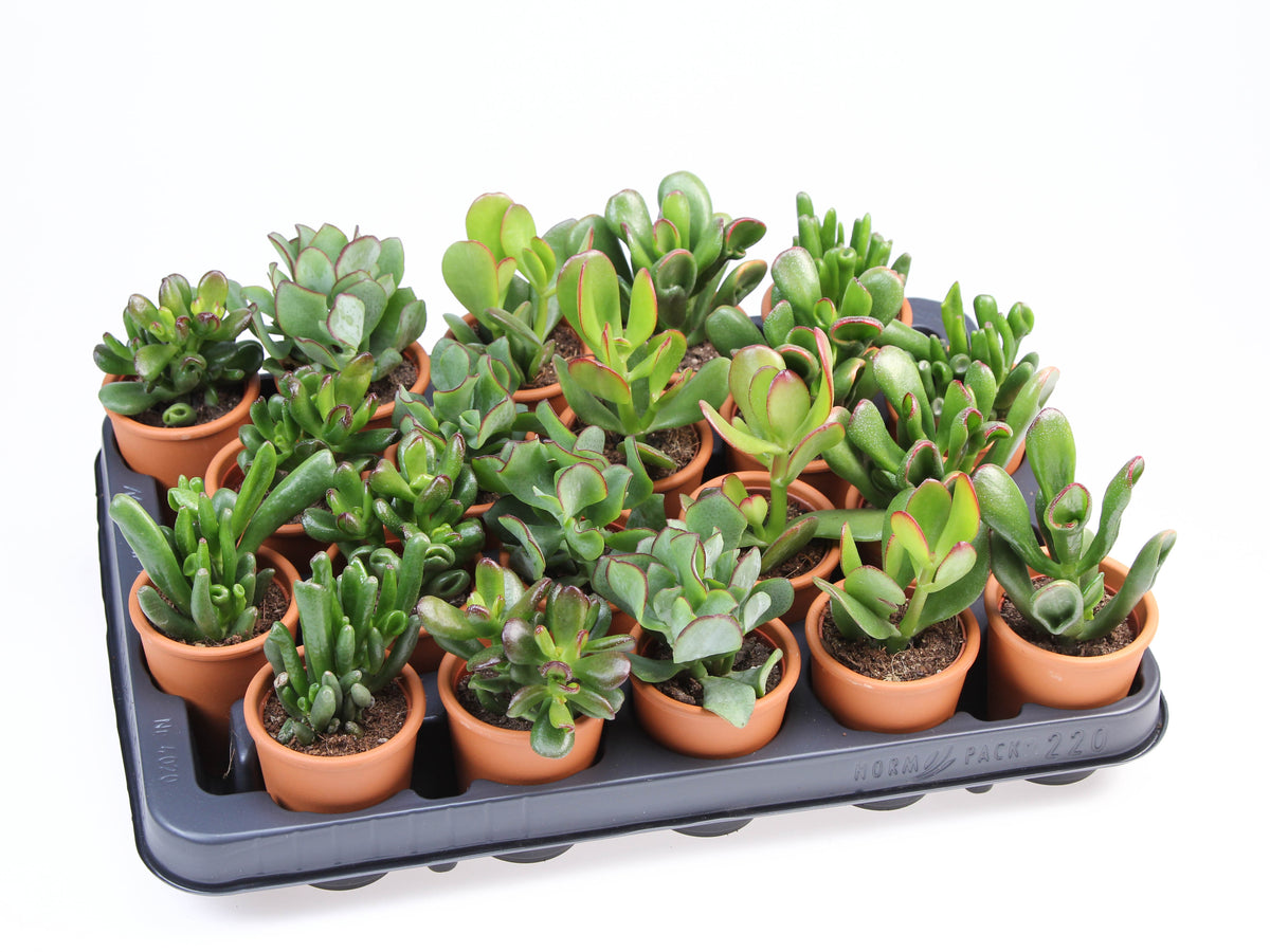 Crassula mix in Rozenpot 8cm 5.5cm Pot