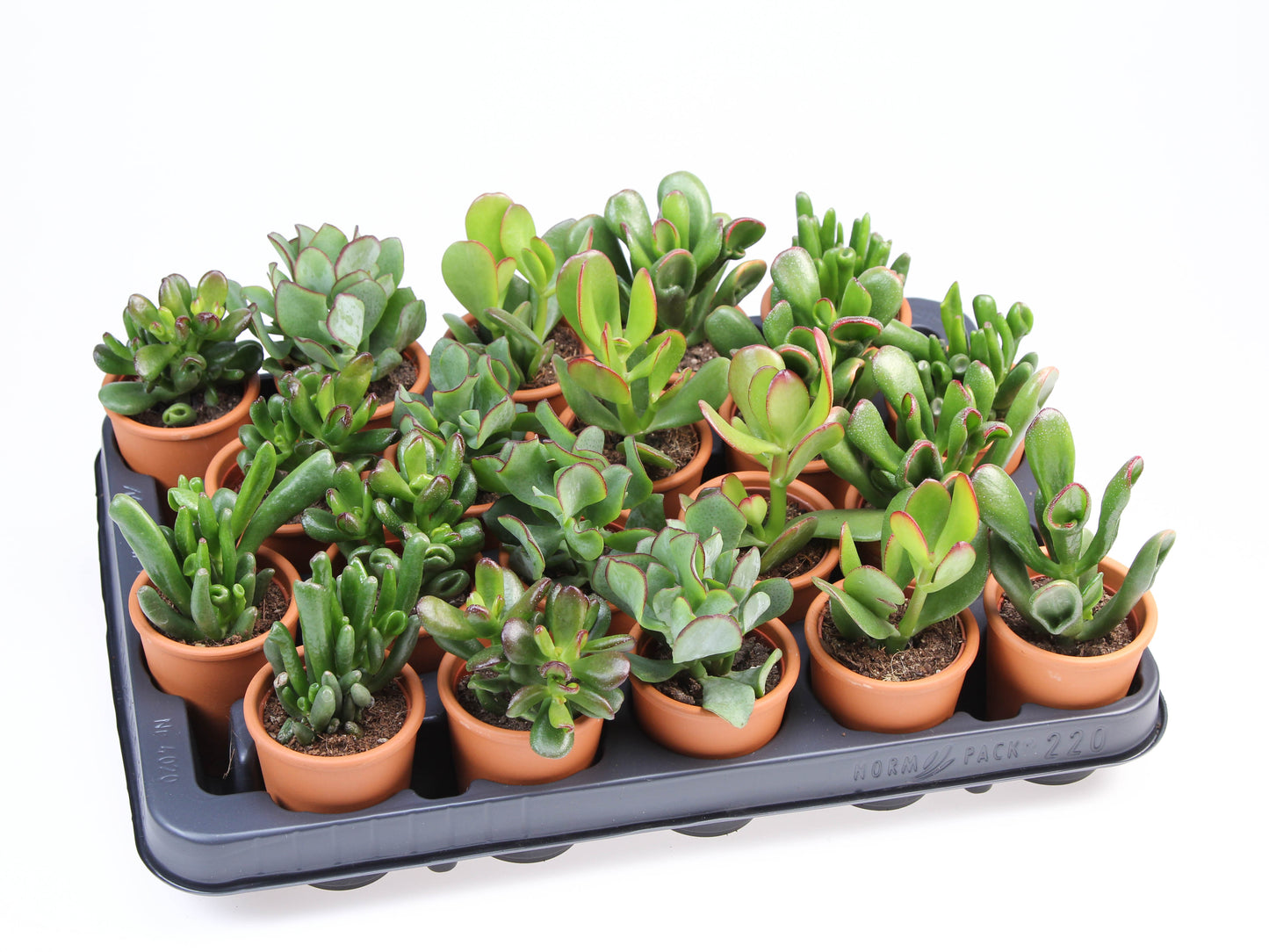 Euro Cactus Holland Bv Crassula mix in Rozenpot Pack of 20