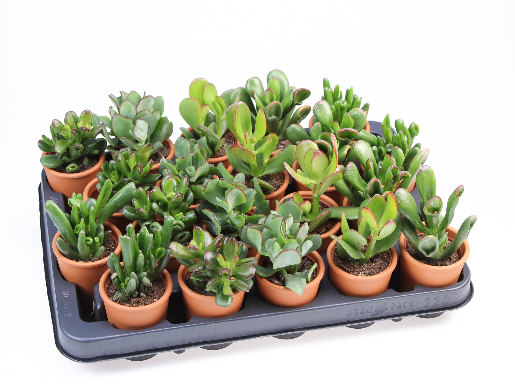 Euro Cactus Holland Bv Crassula mix in Rozenpot Pack of 20