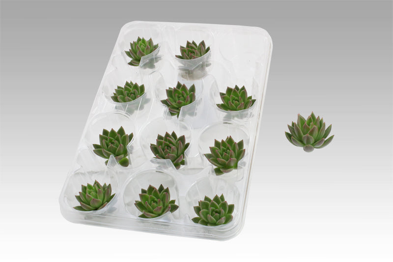 Ami Deco - cut Echeveria Miranda 7 cm 3cm 999cm Pot