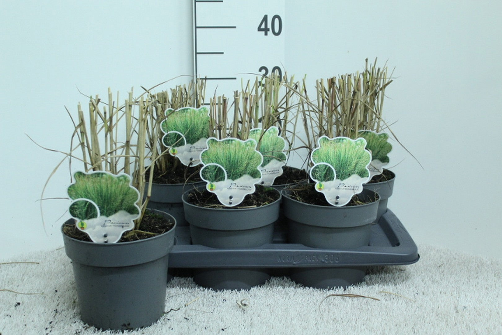 Panicum virgatum 30cm 17cm Pot
