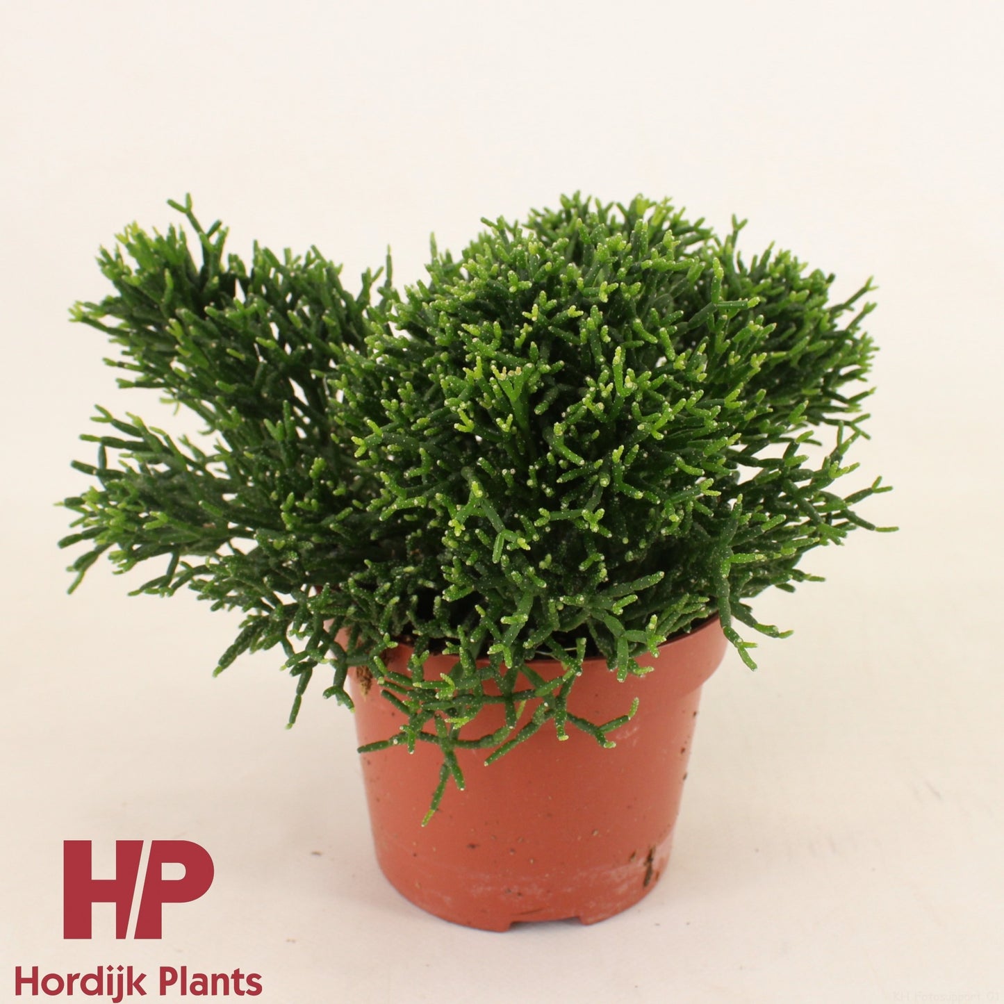 Hordijk Plants Hatiora Pack of 8