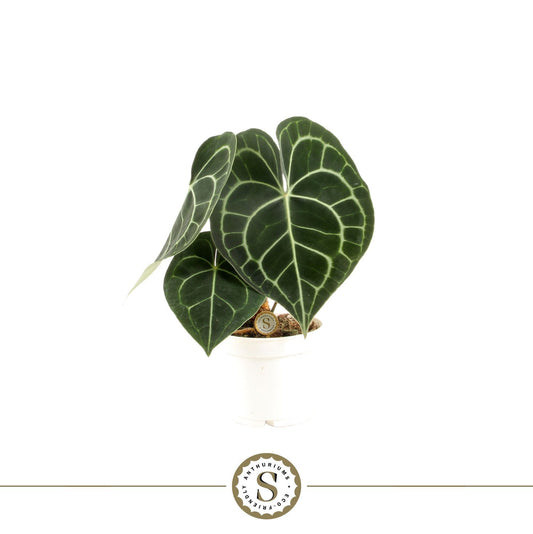 Anthurium clarinervium 30cm 12cm Pot