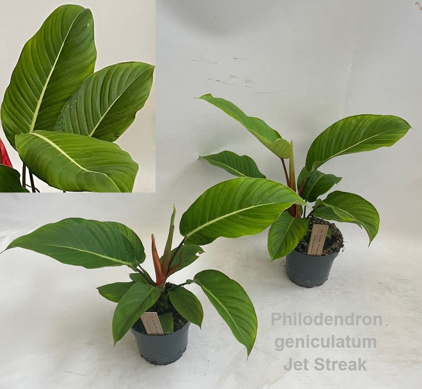 Philodendron scandens 50cm 14cm Pot