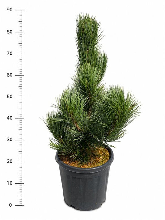 Pinus heldreichii Satellit 100cm 32cm Pot