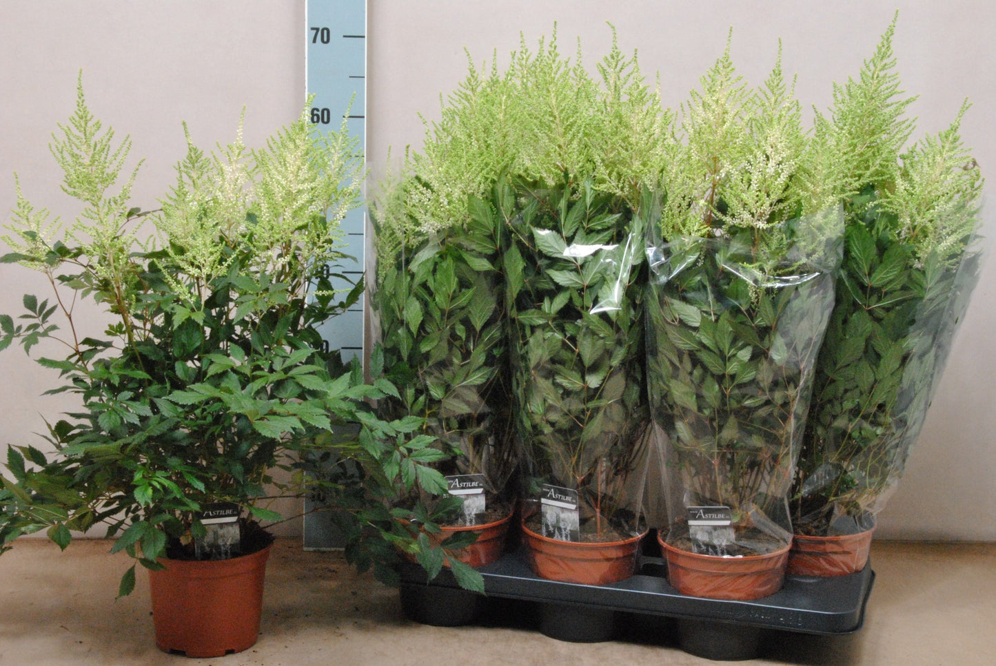 Astilbe jap. Mojito 60cm 15cm Pot