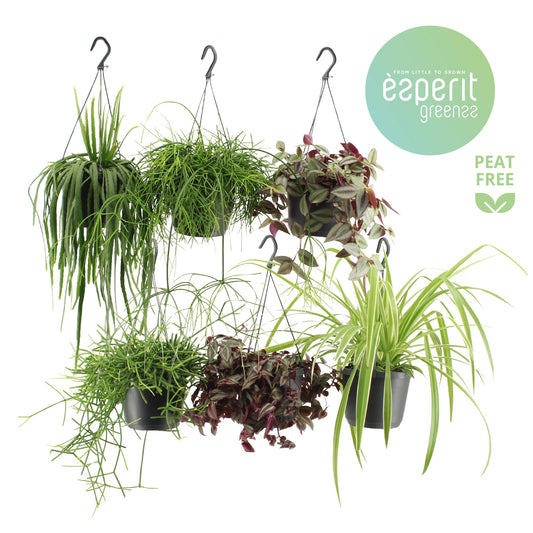 Foliage houseplants mix 25cm 17cm Pot