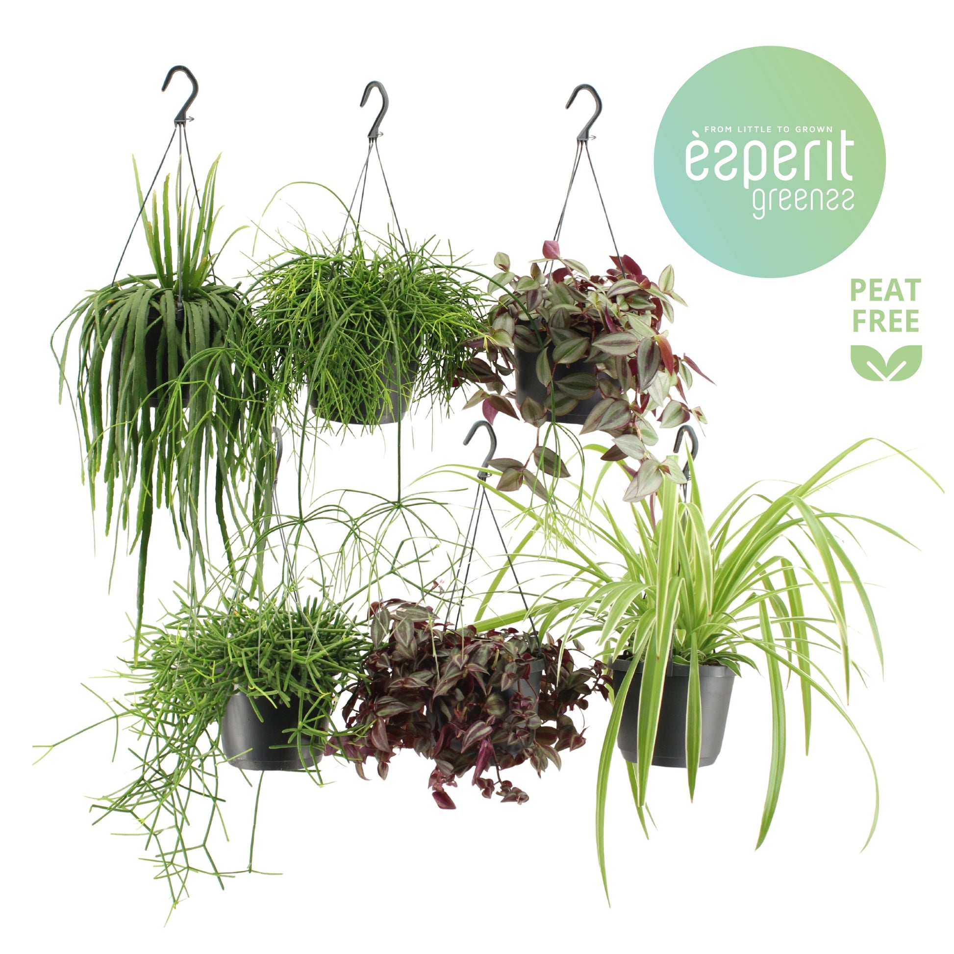 Esperit Plants Houseplants mix hang Pack of 6