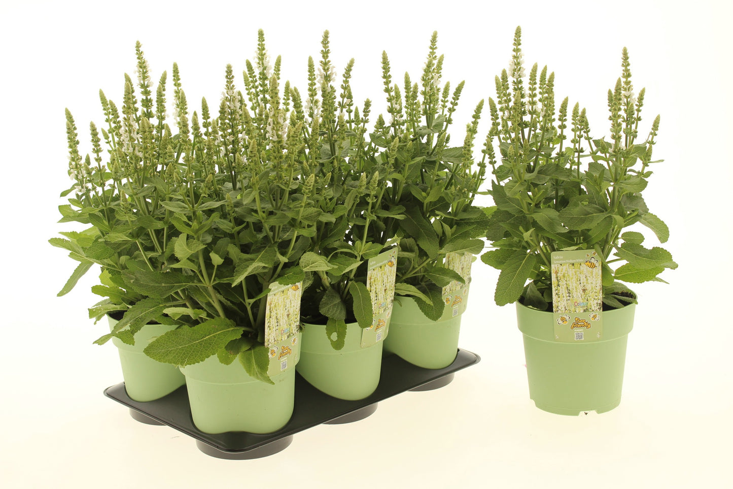 Salvia Apex White 25cm 15cm Pot