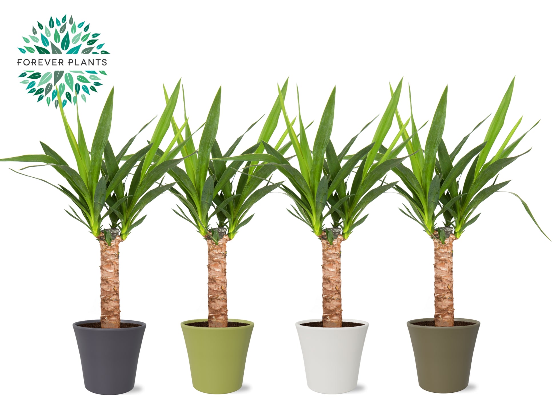 Yucca elephantipes 60cm 14cm Pot