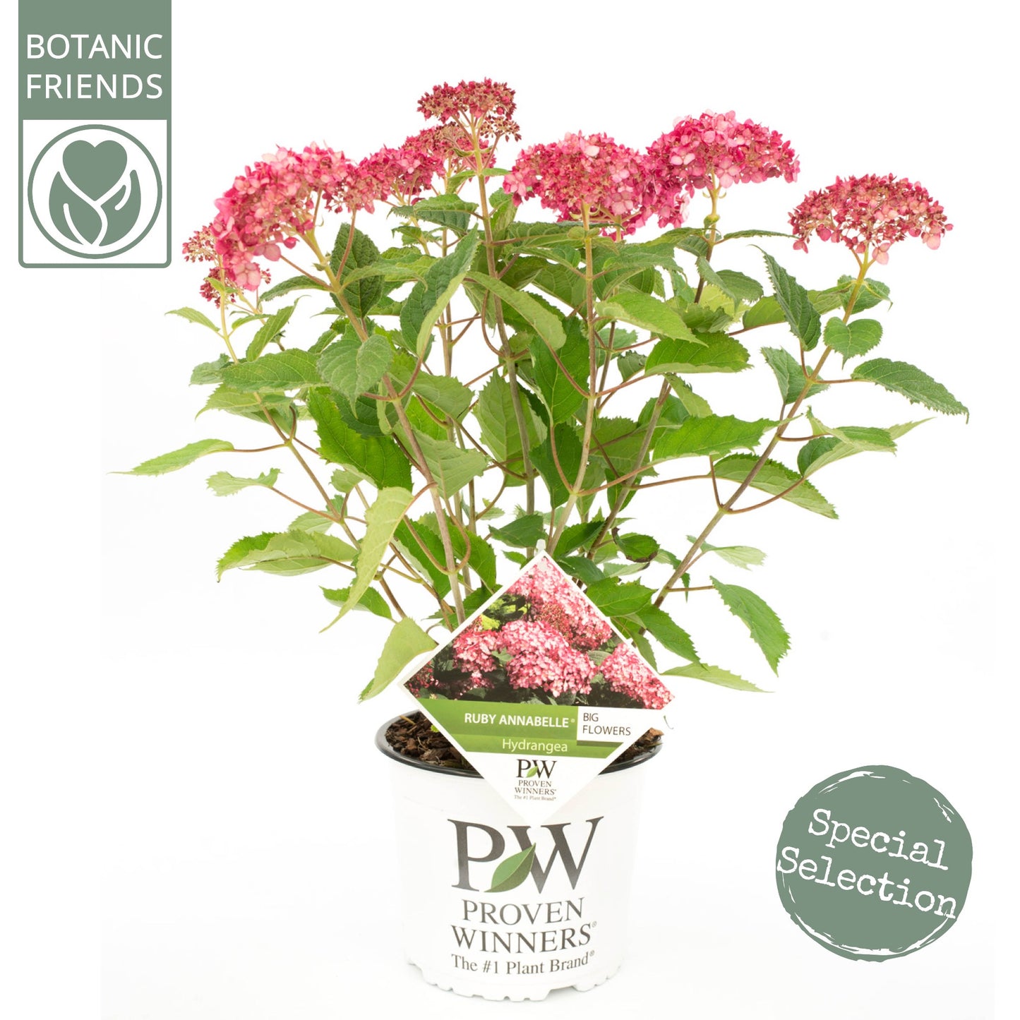 Hydrangea arborescens mix 45cm 19cm Pot
