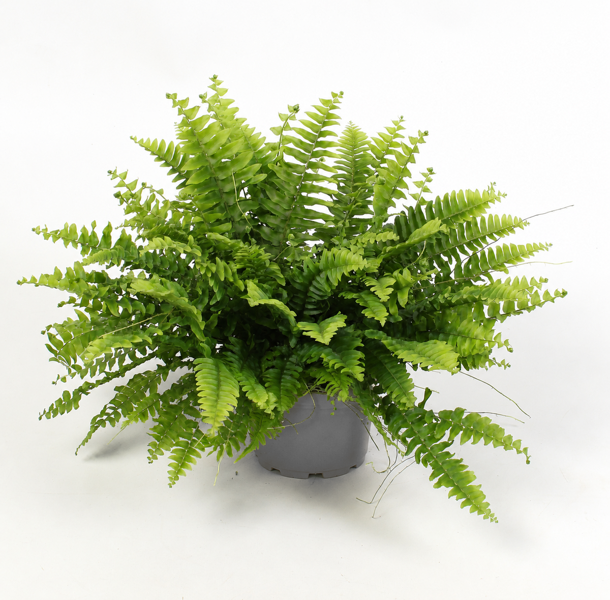 Nephrolepis Green Moment 30cm 12cm Pot