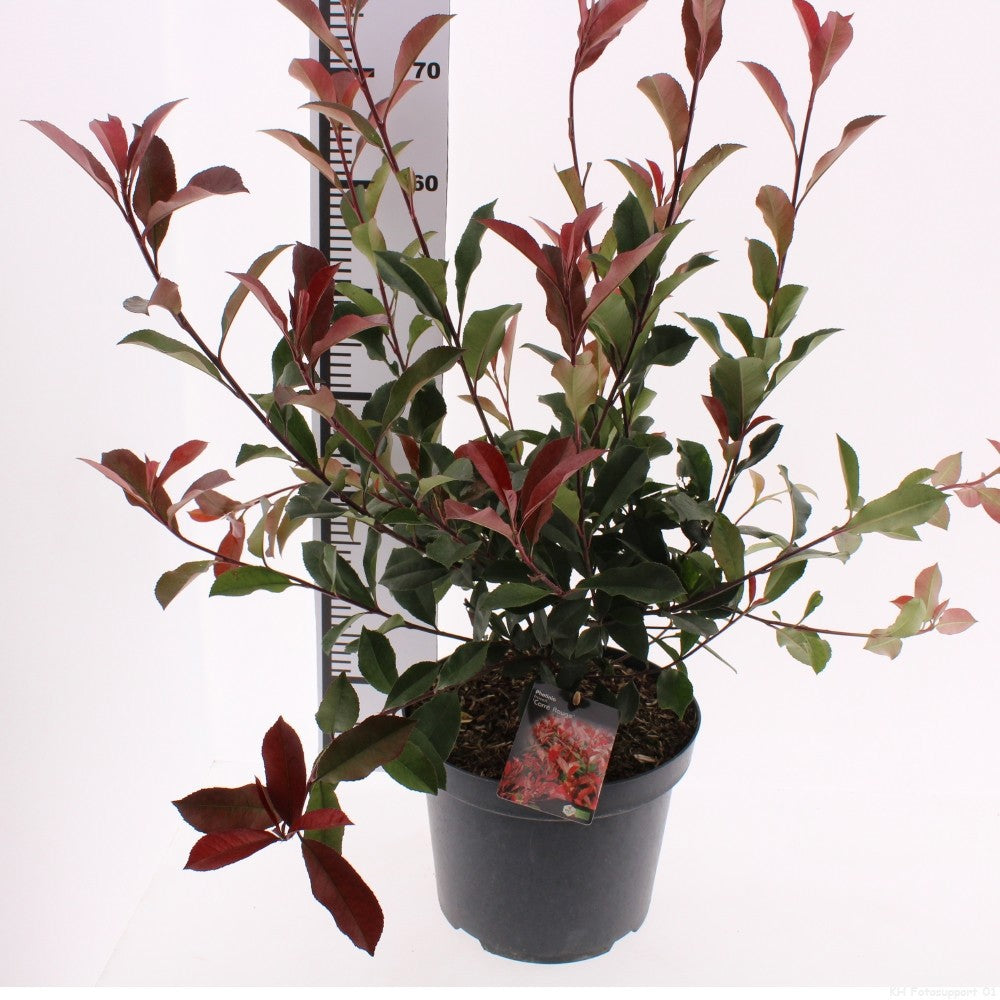 Photinia fraseri mix 50cm 26cm Pot