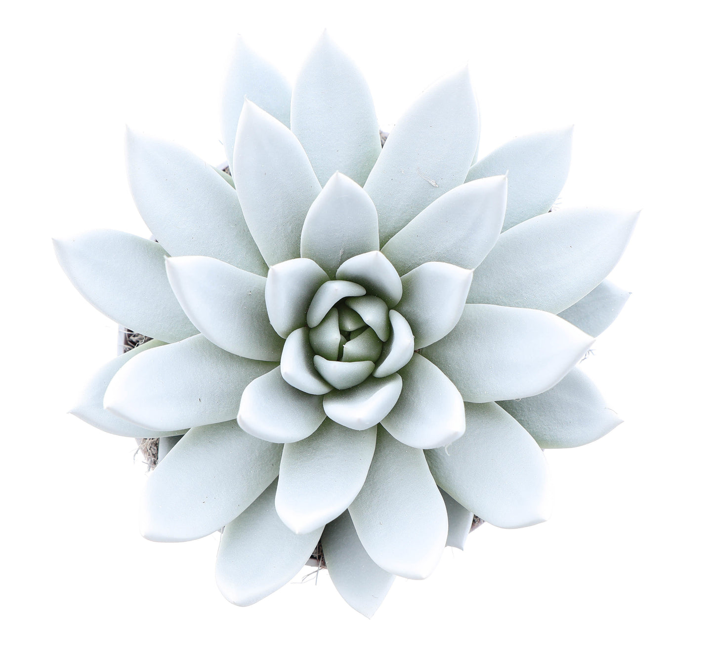 Rainbow white 15cm 12cm Pot