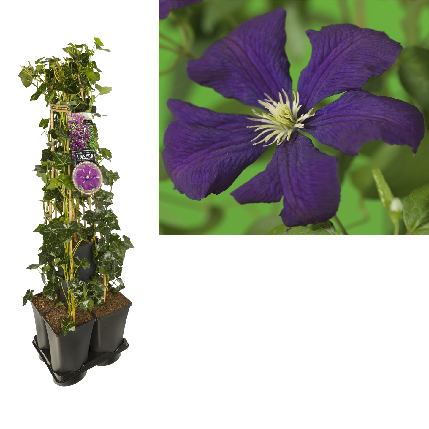 Clematis hybrid mix 95cm 17cm Pot