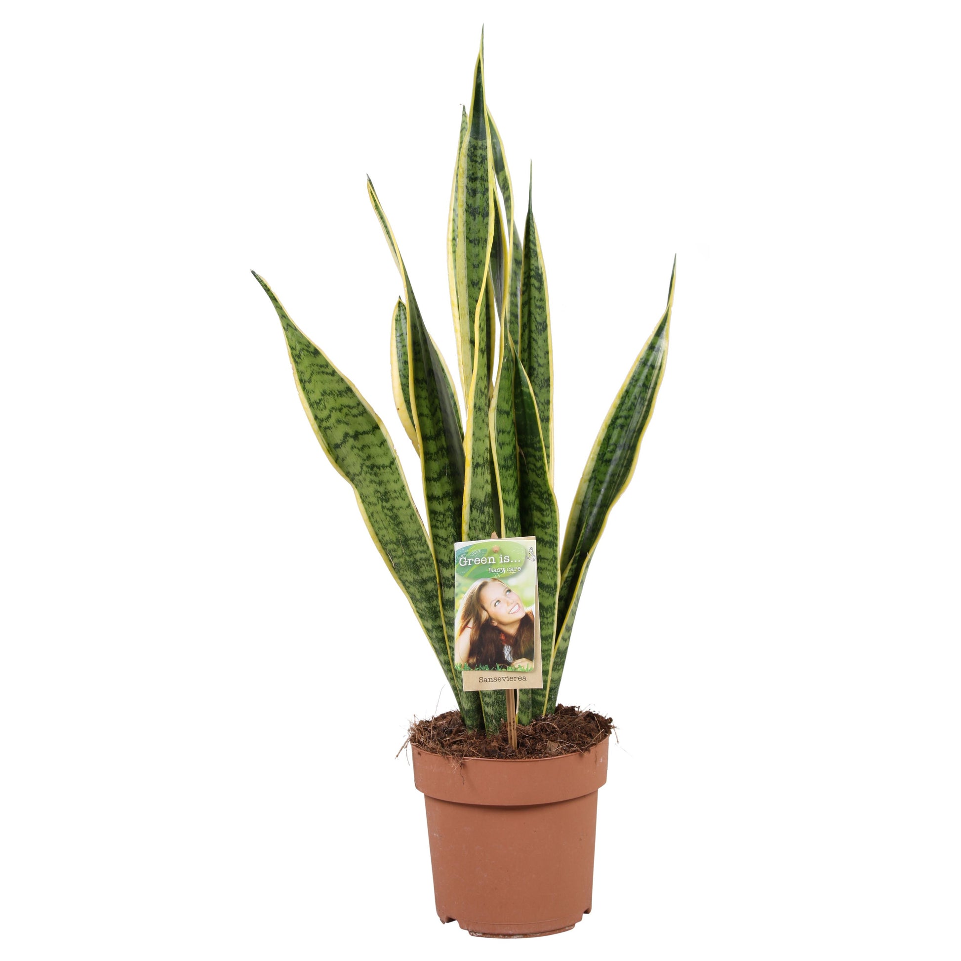 Vireo-Hedera plant BV Sansevieria Laurentii Pack of 1