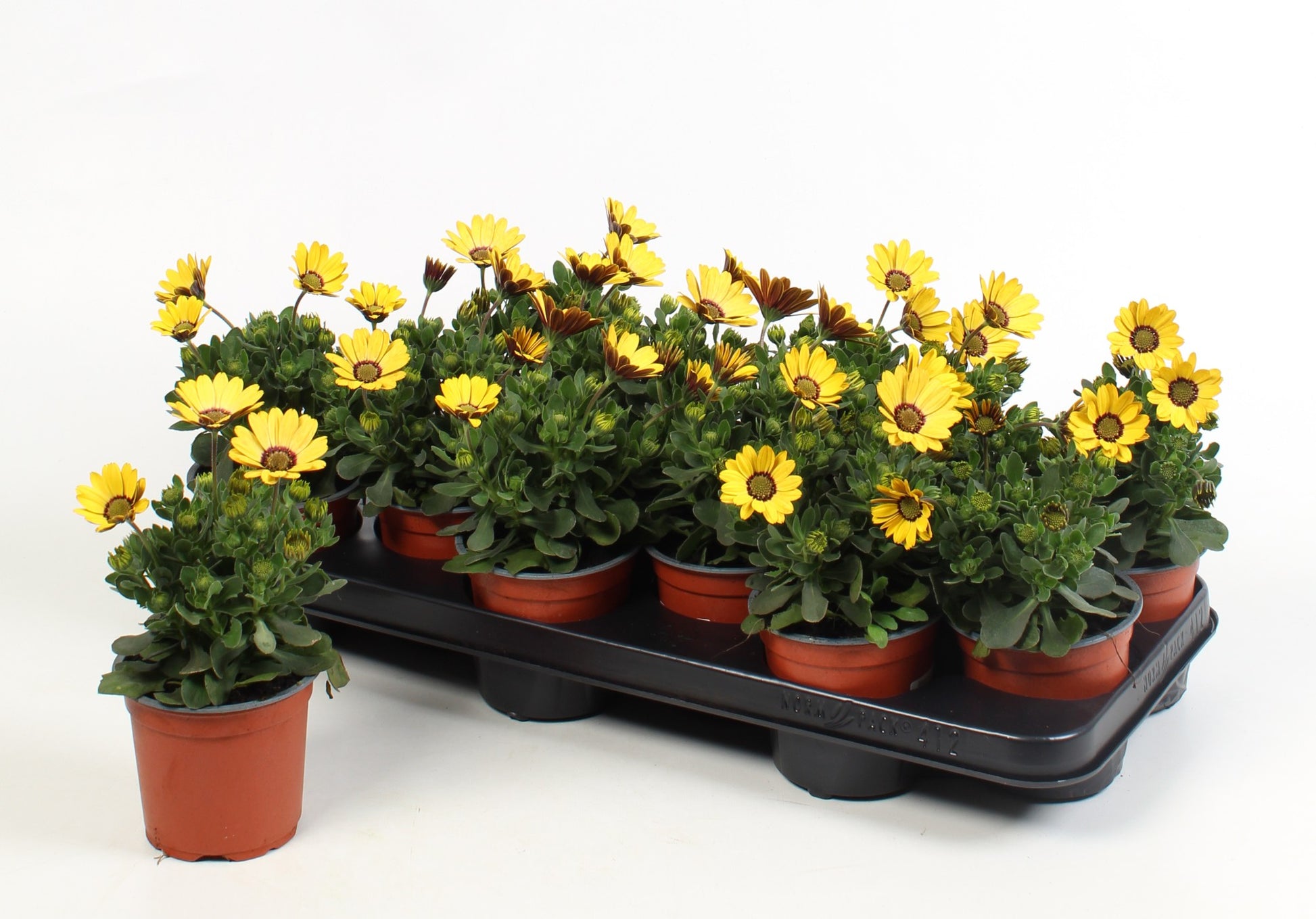 Osteospermum FlowerPower Yellow 17cm 510cm Pot