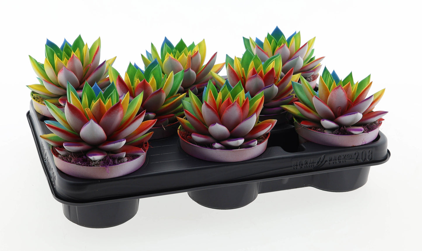 Miranda rainbow special edition 12cm 510cm Pot