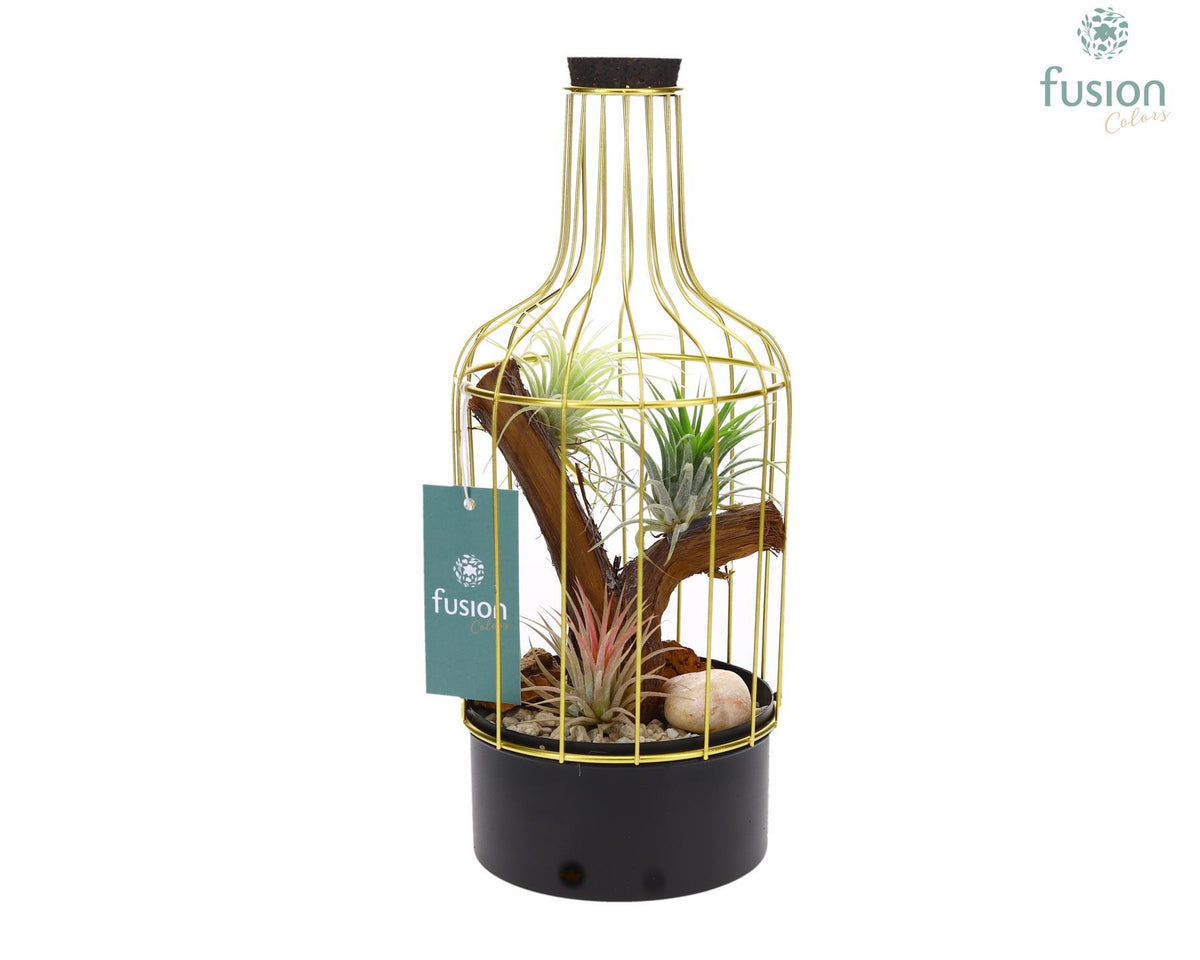 arr. Tillandsia 29cm 13cm Pot