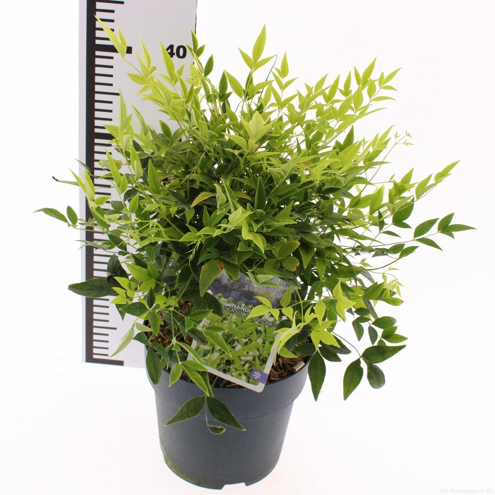 Nandina dom. Lemon & Lime 50cm 19cm Pot