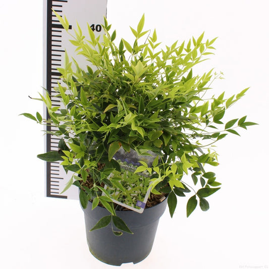 Nandina dom. Lemon & Lime 50cm 19cm Pot