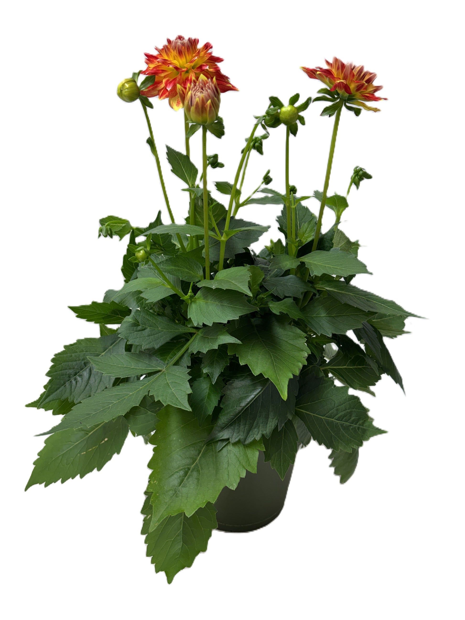 Dahlia Hypnotica Candy Corn 30cm 17cm Pot