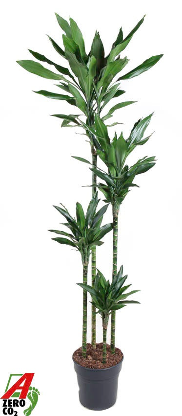 Dracaena frag. Janet Lind 170cm 27cm Pot