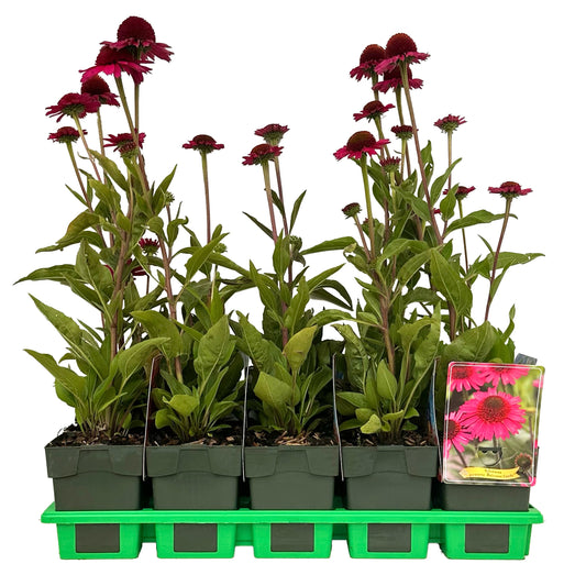 Echinacea Delicious Candy 25cm 11cm Pot
