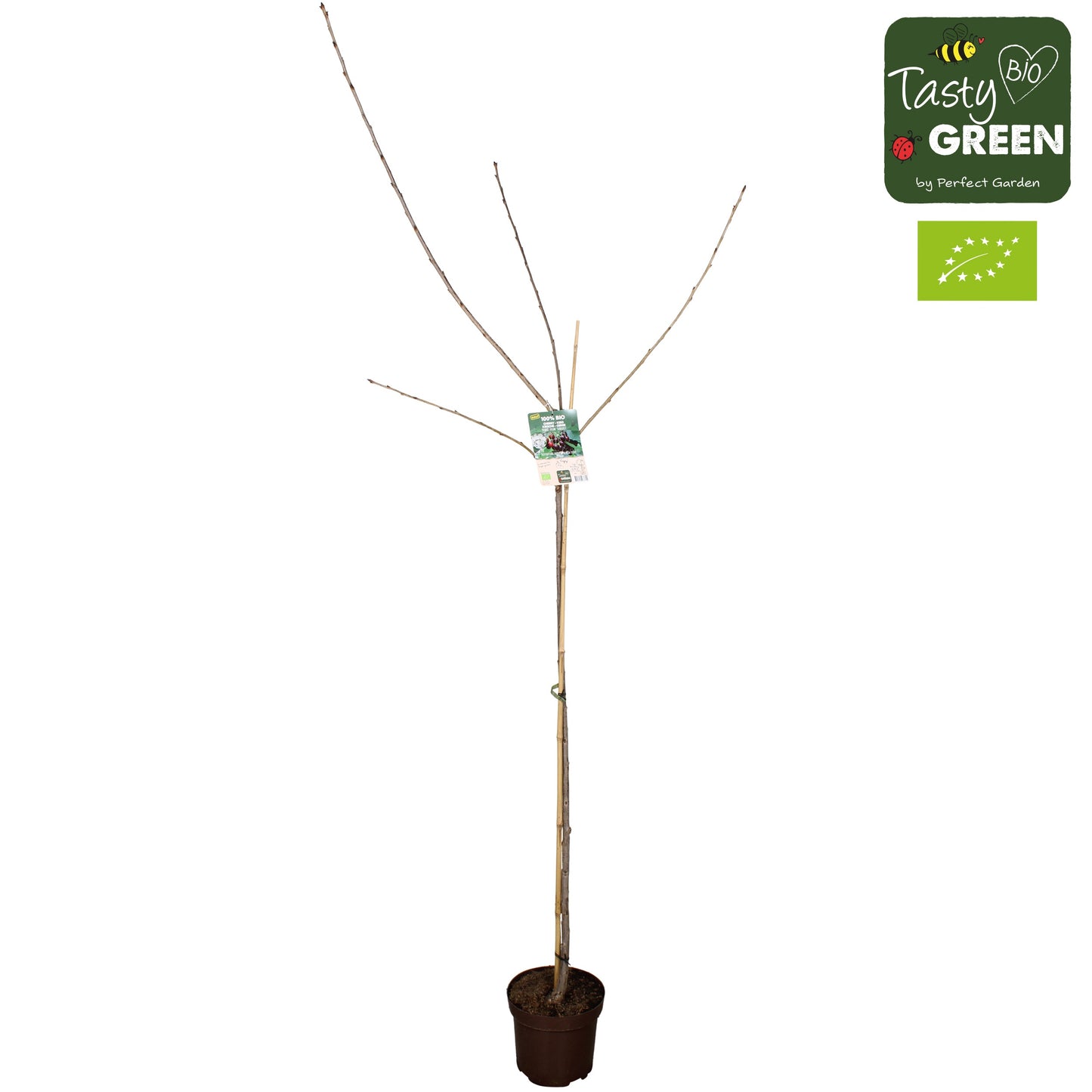 Prunus avium 220cm 27cm Pot