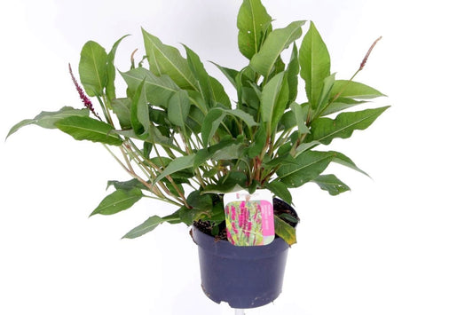 Persicaria amplexicaulis 45cm 17cm Pot