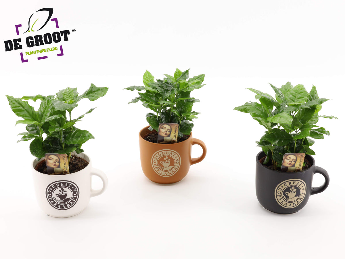 Coffea arabica in coffee mug 30cm 12cm Pot