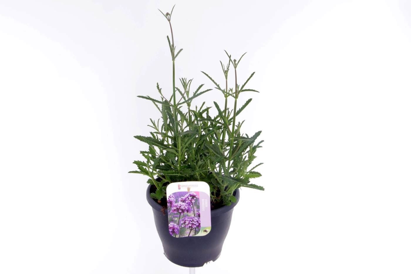 Verbena bonariensis 60cm 23cm Pot